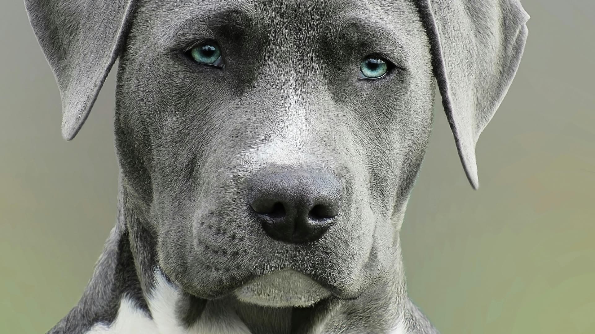 韓国を泣かせた野良犬救助ストーリー — SBS「TV動物農場」が日曜視聴率1位を獲得